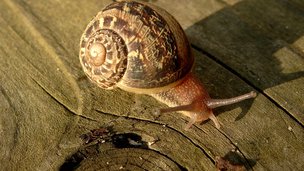 Snegle i haven – nyttedyr eller skadedyr?