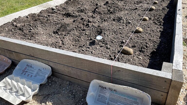 Spænd en snor ud når du lægger kartofler for at sikre lige rækker. Foto: Berit Rørbøl