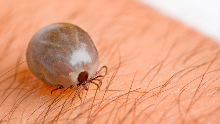 Er skovflåter med 6 ben farlige?