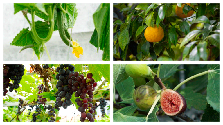 Planter til drivhuset: 20 skønne grøntsager, frugter, krydderurter og blomster du kan dyrke