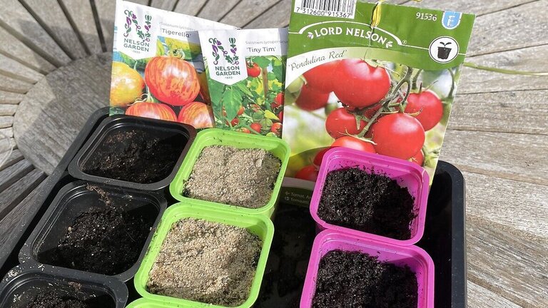 Tomater 1/4: Så tomater i foråret