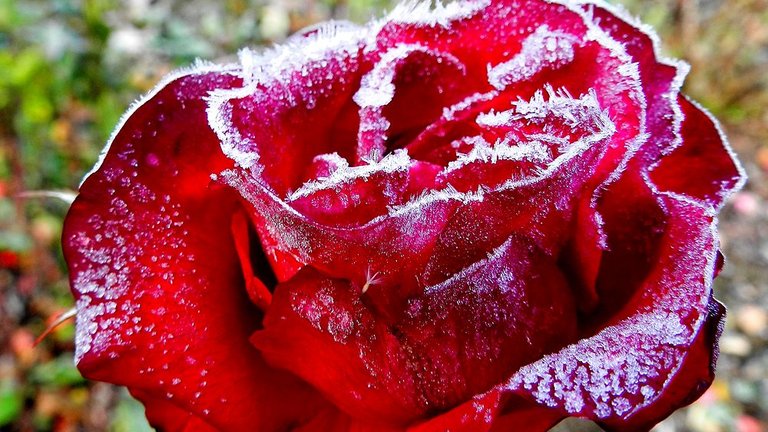 Undgå at vinteren dræber dine planter