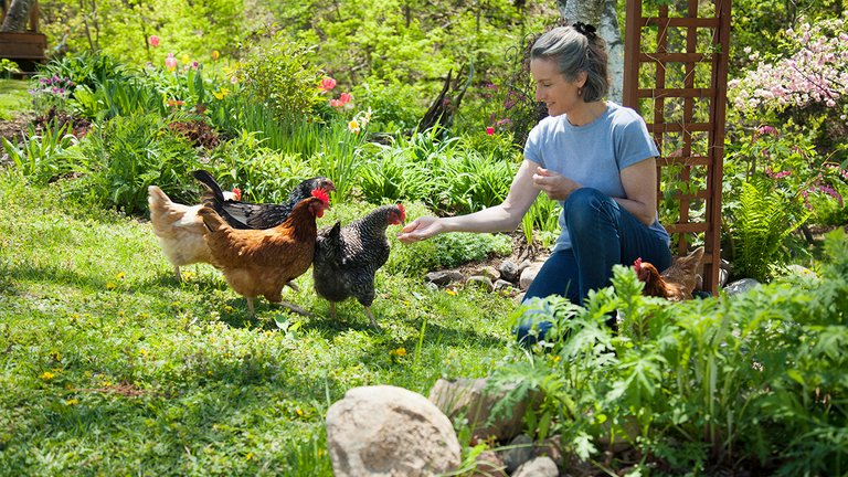 Høns i haven kan holde ukrudtet nede