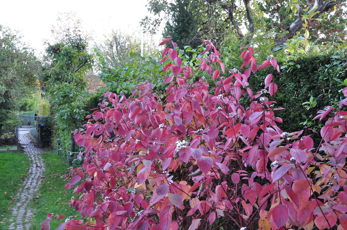 hvid kornel med røde blade