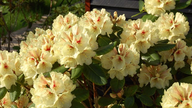 10 gode råd til haven i juni