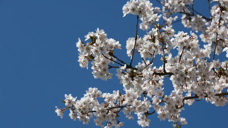 Quiz: Stenfrugttræer – hvordan skal de beskæres?
