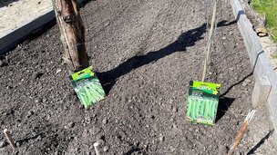 Så gerne flere forskellige sorter af ærter, og smag forskellen. Foto: Berit Rørbøl