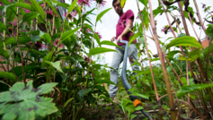 De 5 bedste tips mod ukrudt