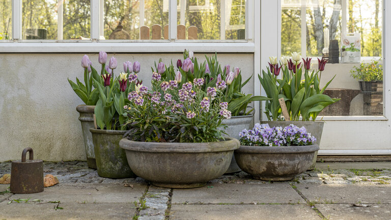 Løglagsagne: Plant dine blomsterløg i lag