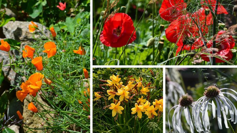 Sådan får du en tørketolerant have