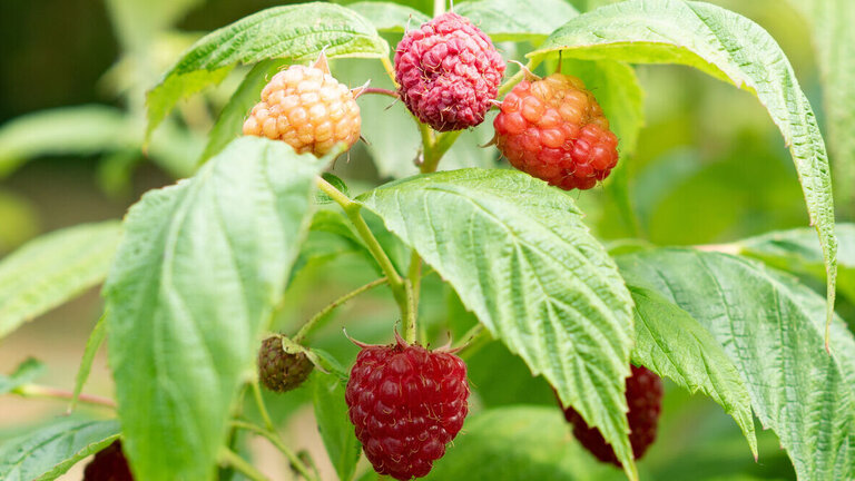 Quiz: Hvad skal fikses i haven efter sommeren?