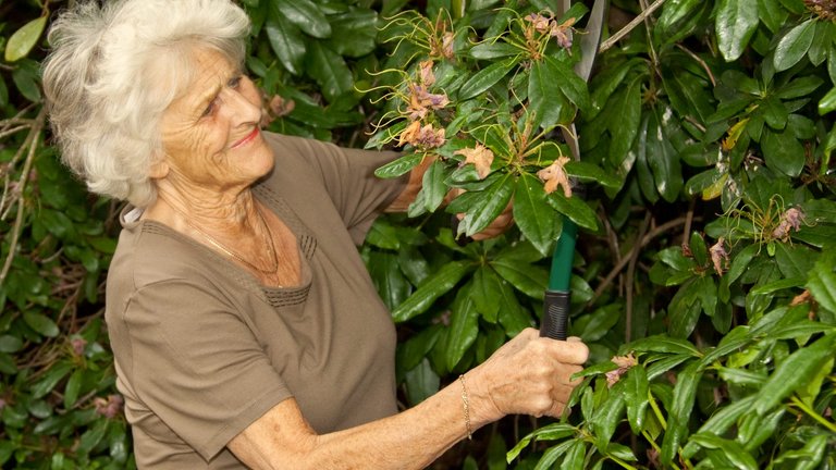 Må naboens hæk vokse ud på fortovet?