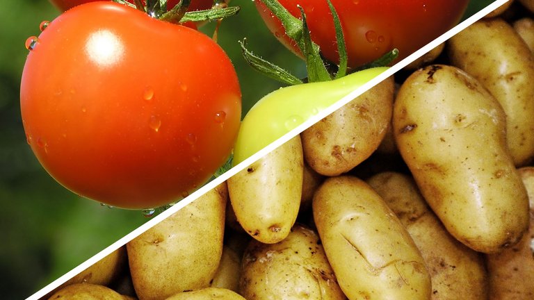 Få kartofler og tomater på én gang med tomatkartoffelplanten TomTato