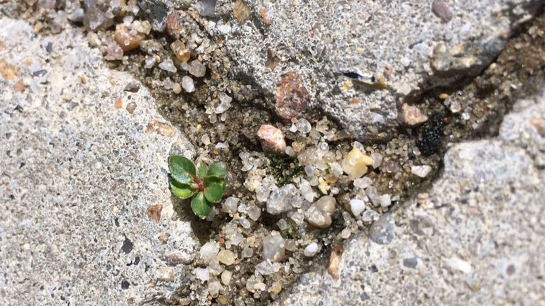 Test: Virker Dansand Danfast ukrudtsfri fuge mod ukrudt?