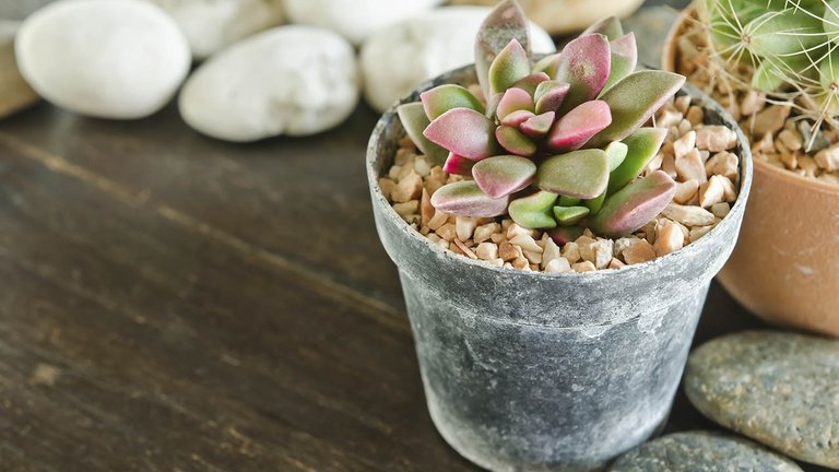 Sukkulenter er gode og nemme planter til badeværelset