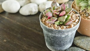 Sukkulenter er gode og nemme planter til badeværelset