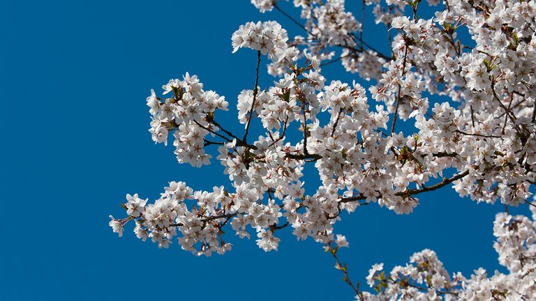 kirsebærtræ blomstrer - kirsebær er på vej
