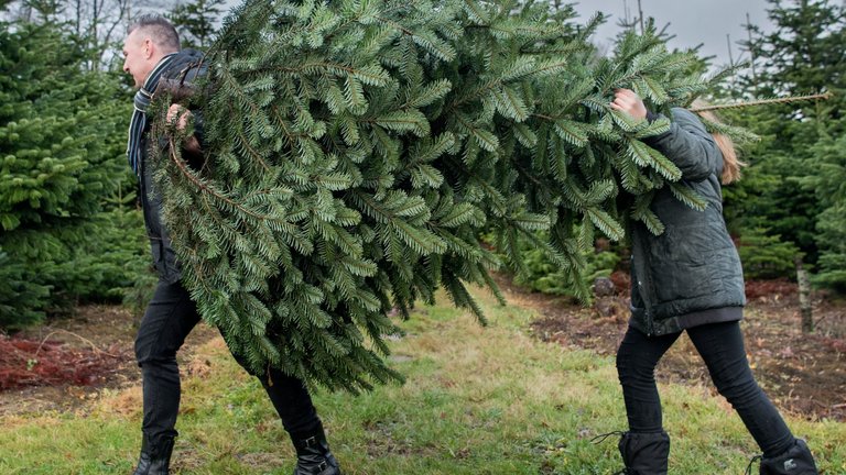 Familie bærer juletræ