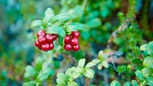 Sådan passer og plejer du dine tranebær