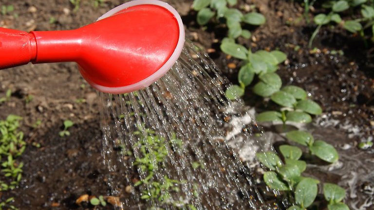 Så meget koster det at vande et nyt havebed