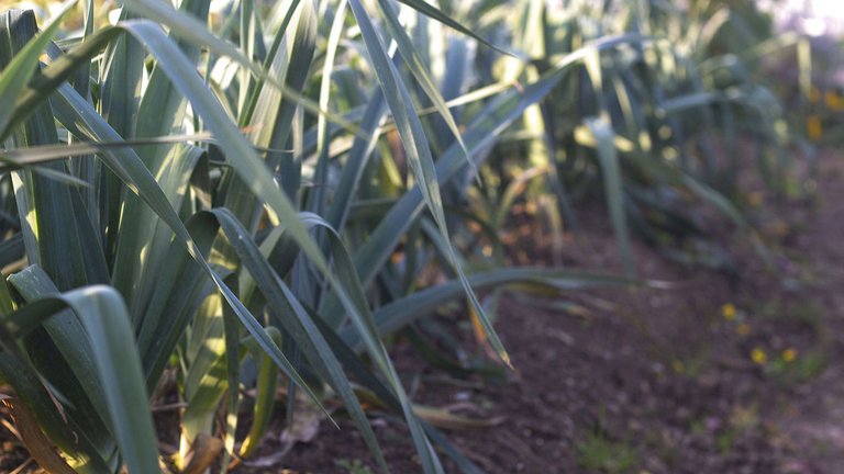 Sådan dyrker du porrer