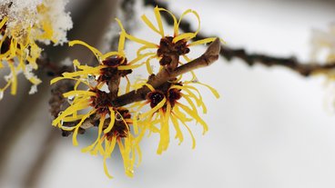 Blomst, der blomstrer om vinteren