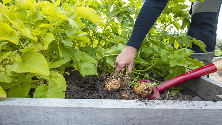 Brug en greb til at høste kartofler, og grav dybt for at få alle kartoflerne med. Foto: Rasmus Bjørnholdt Sørensen