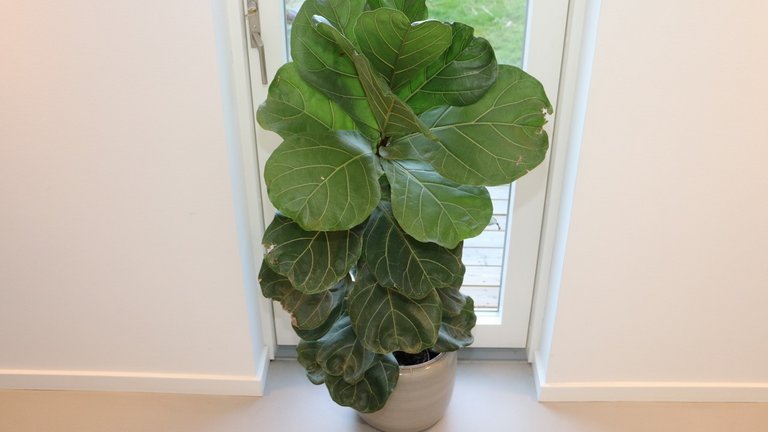 Violinfignen: Sådan passer og plejer du den