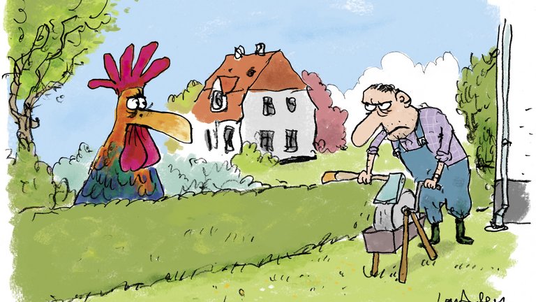 Må du holde hane i haven?