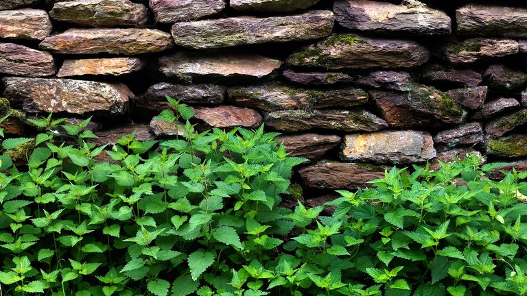 Hvordan slipper du af med brændenælder i haven?