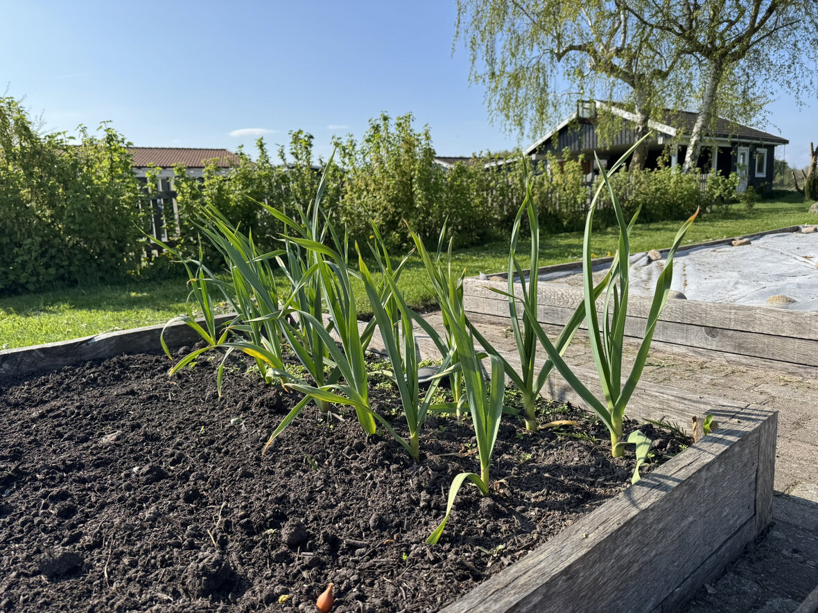 Hvidløgsplanter gror i køkkenhave