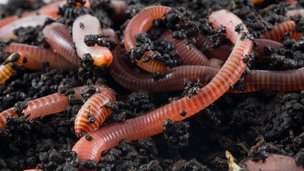 Det hjælper regnorme med - og sådan får du flere af dem