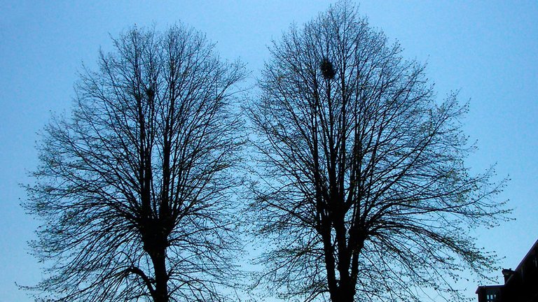 Fyr fornuftigt i en varm vinter